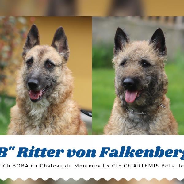 B vrh - Ritter von Falkenberg - Laekenois